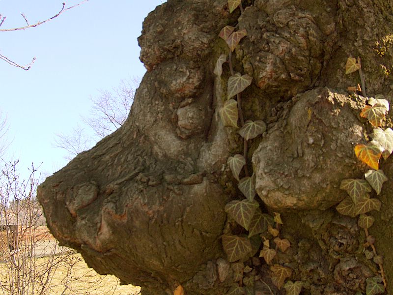 Deformit� sul tronco.