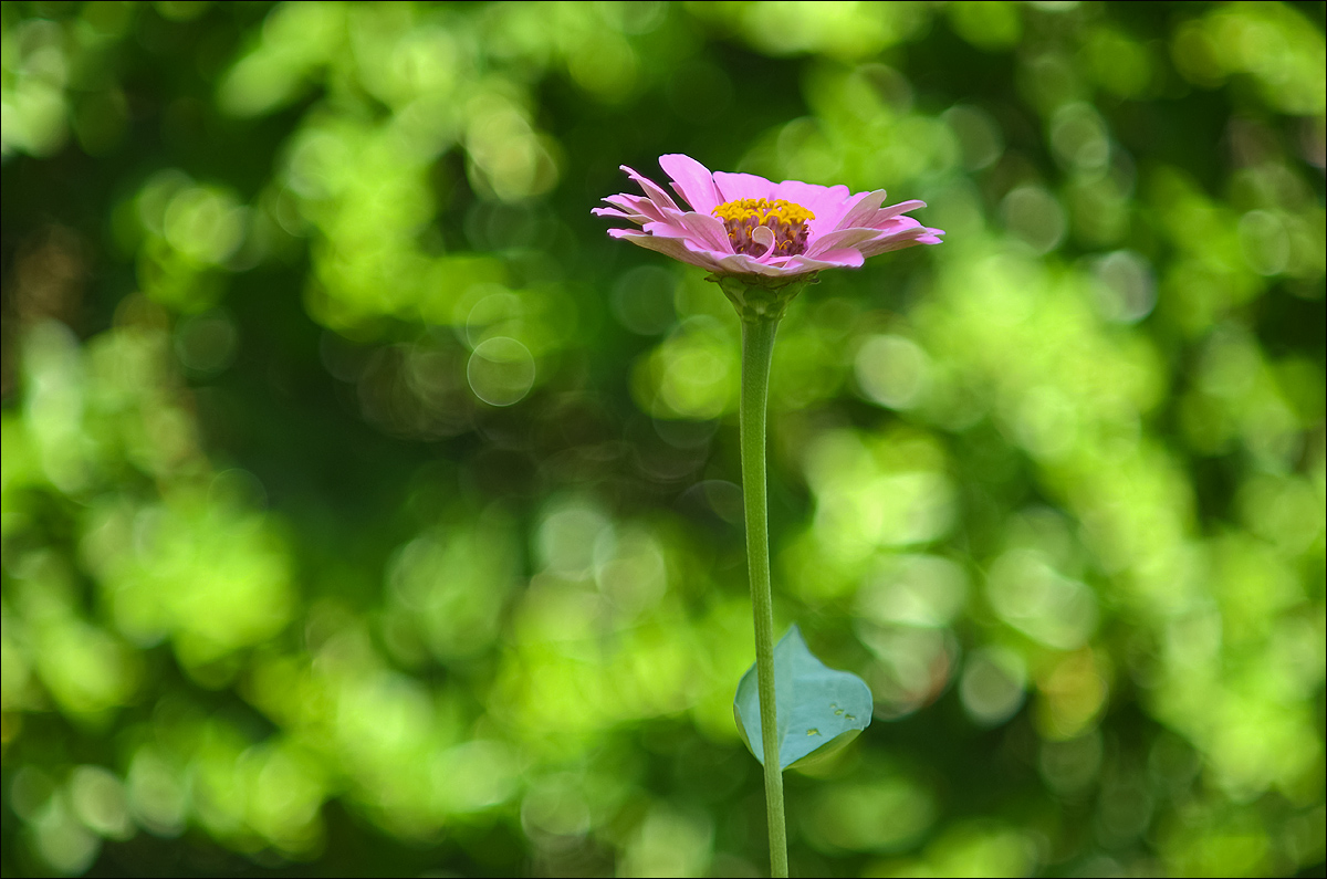 Bokeh...per una Zinnia...