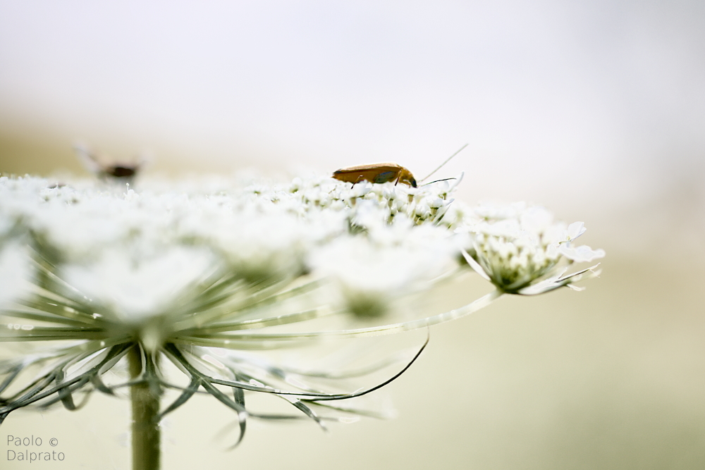 Non faccio foto di fiori