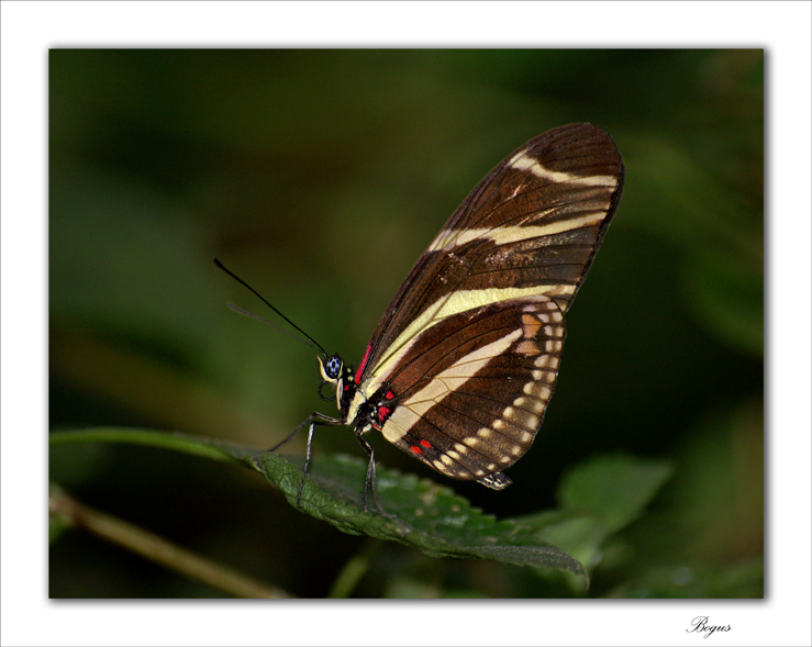 butterfly two
