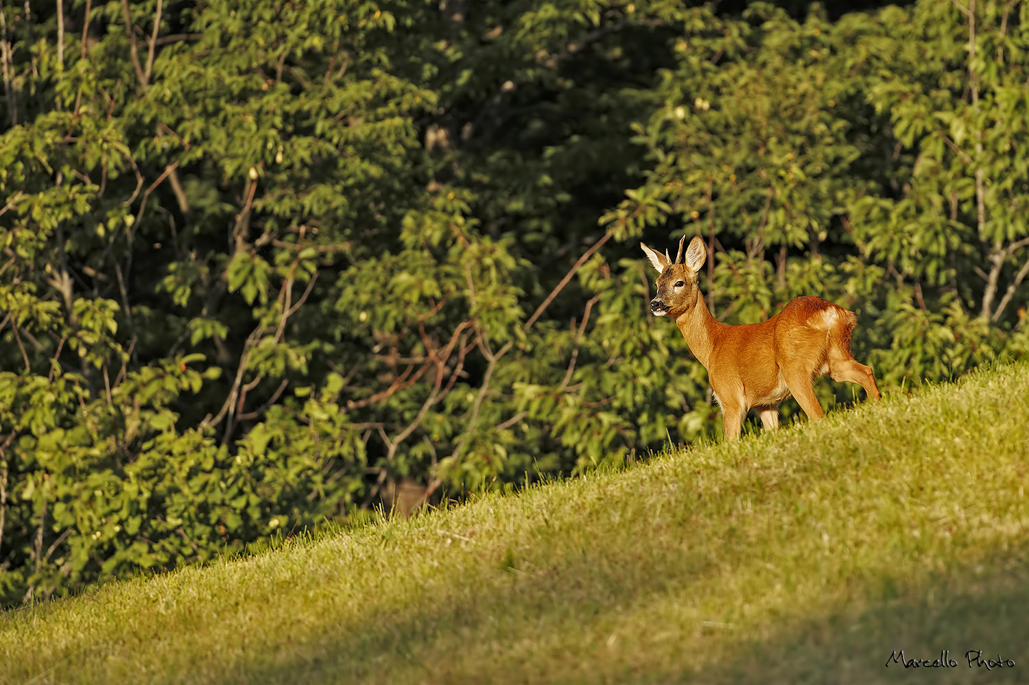 Capriolo alla luce tramonto