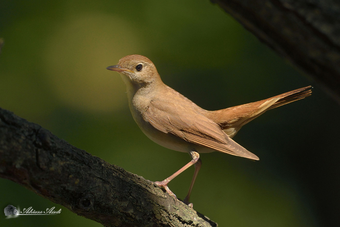 usignolo ( Luscinia megarhynchos )