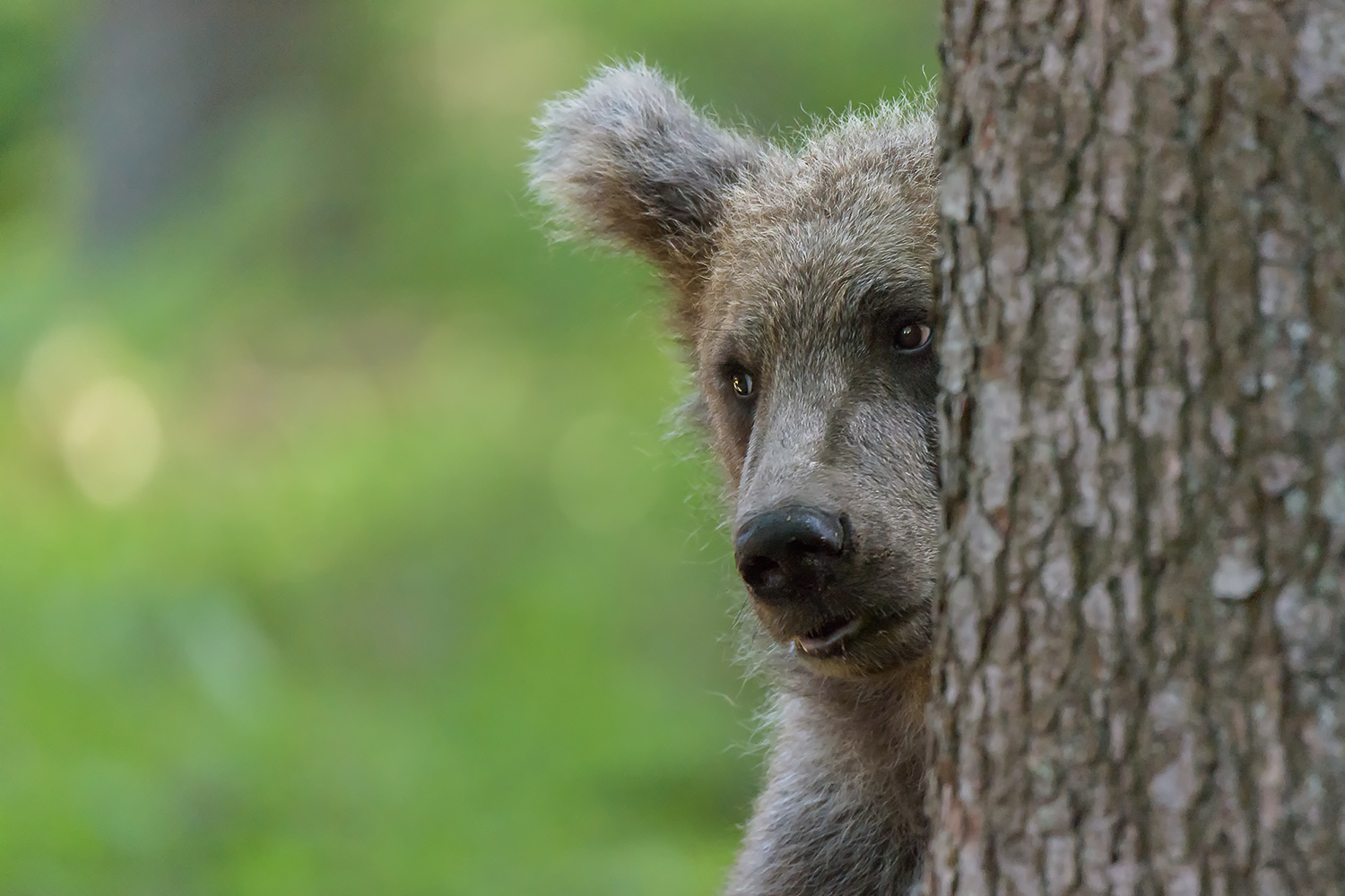 Giochiamo a nascondino?
