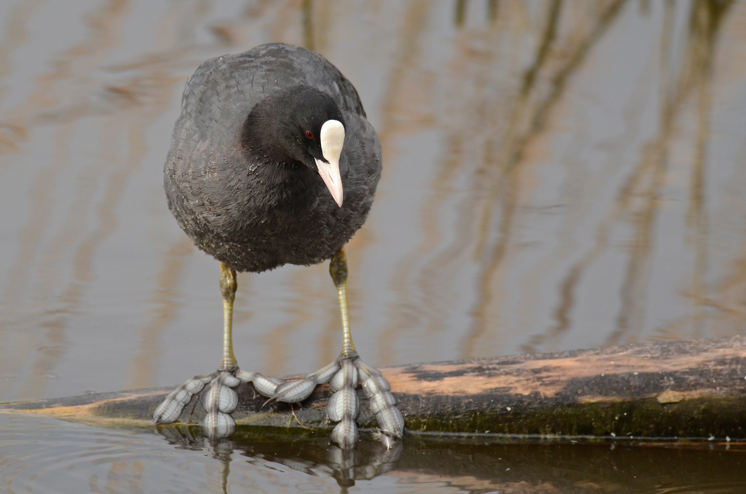 Le zampe della folaga
