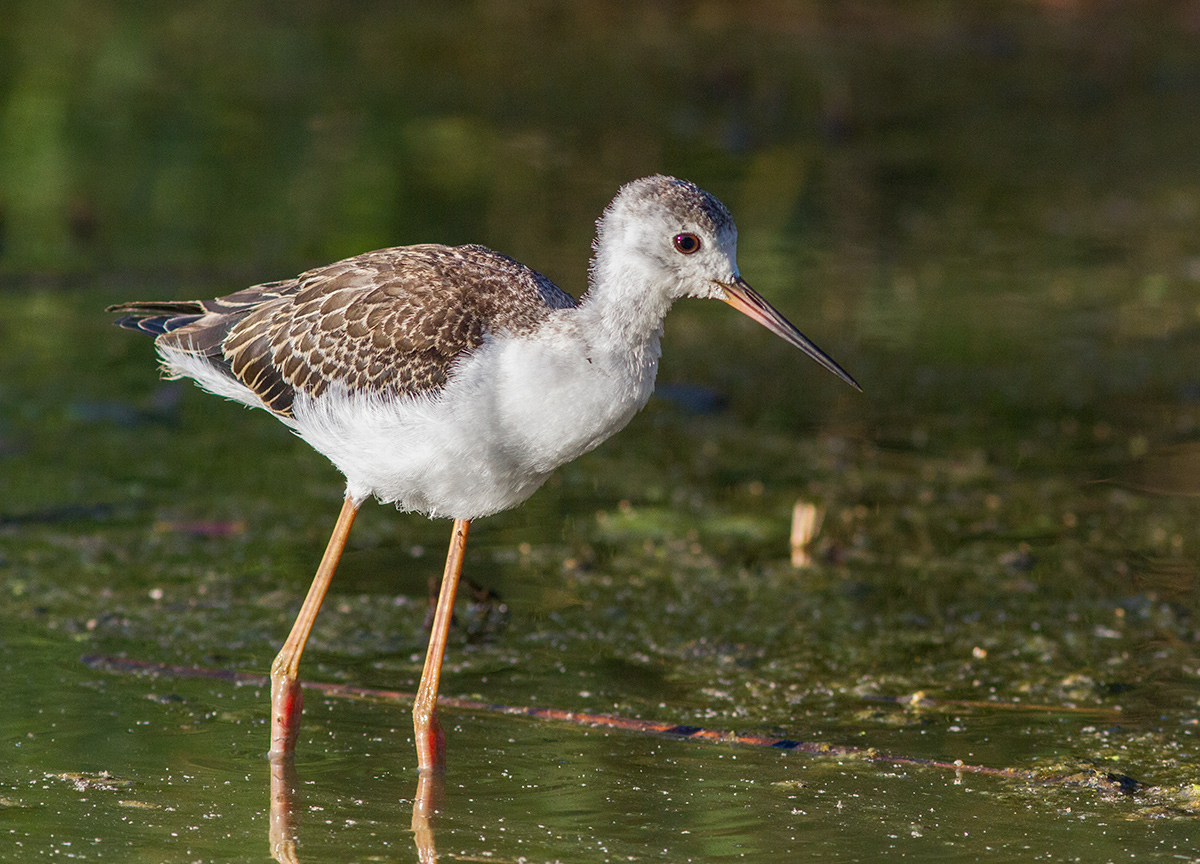 Giovane Cavaliere d'Italia