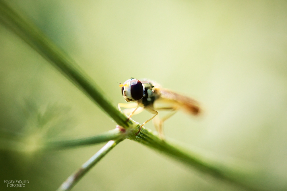 Non faccio foto di fiori