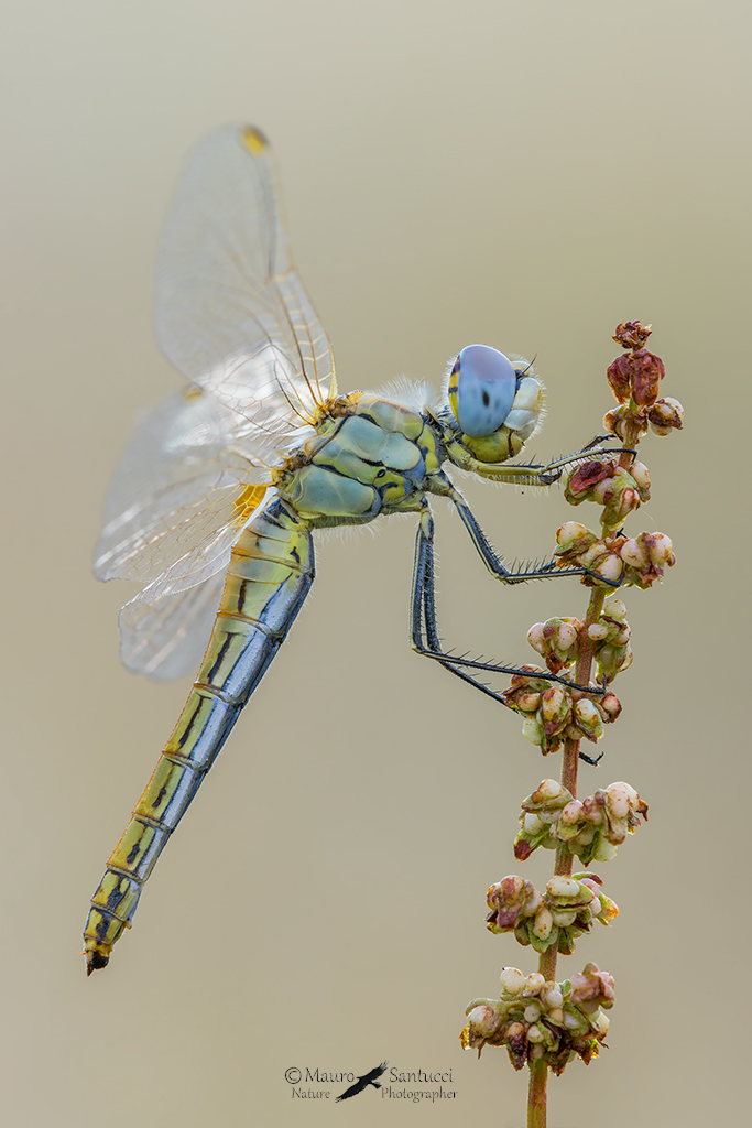 Sympetrum-fonscolombii female