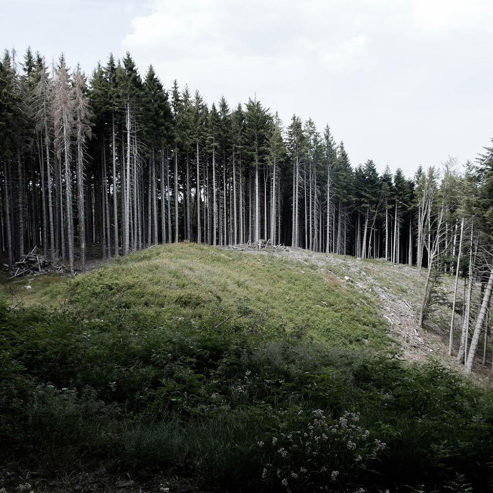 Sul limitare del bosco