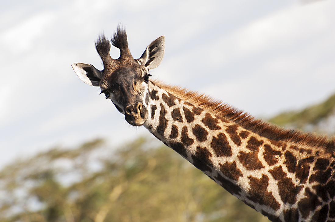 Saaaaaalve! (Giraffa Tippelskirchi anche detta G.Masai)