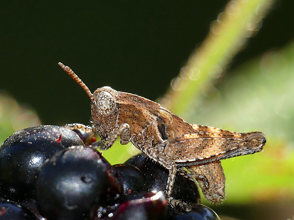 ***Cavallettina...ina...ina***