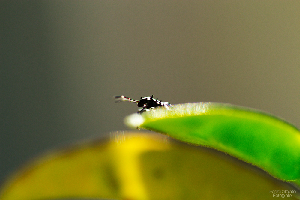 Non faccio foto di fiori