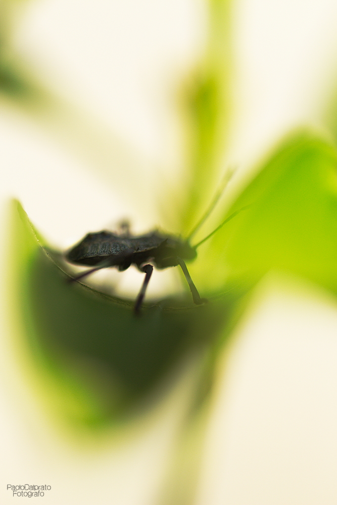 Non faccio foto di fiori