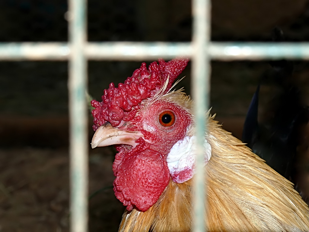 ***Ai domiciliari***