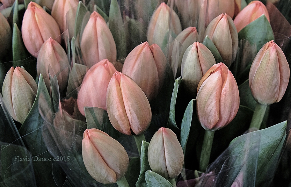 Tulipani