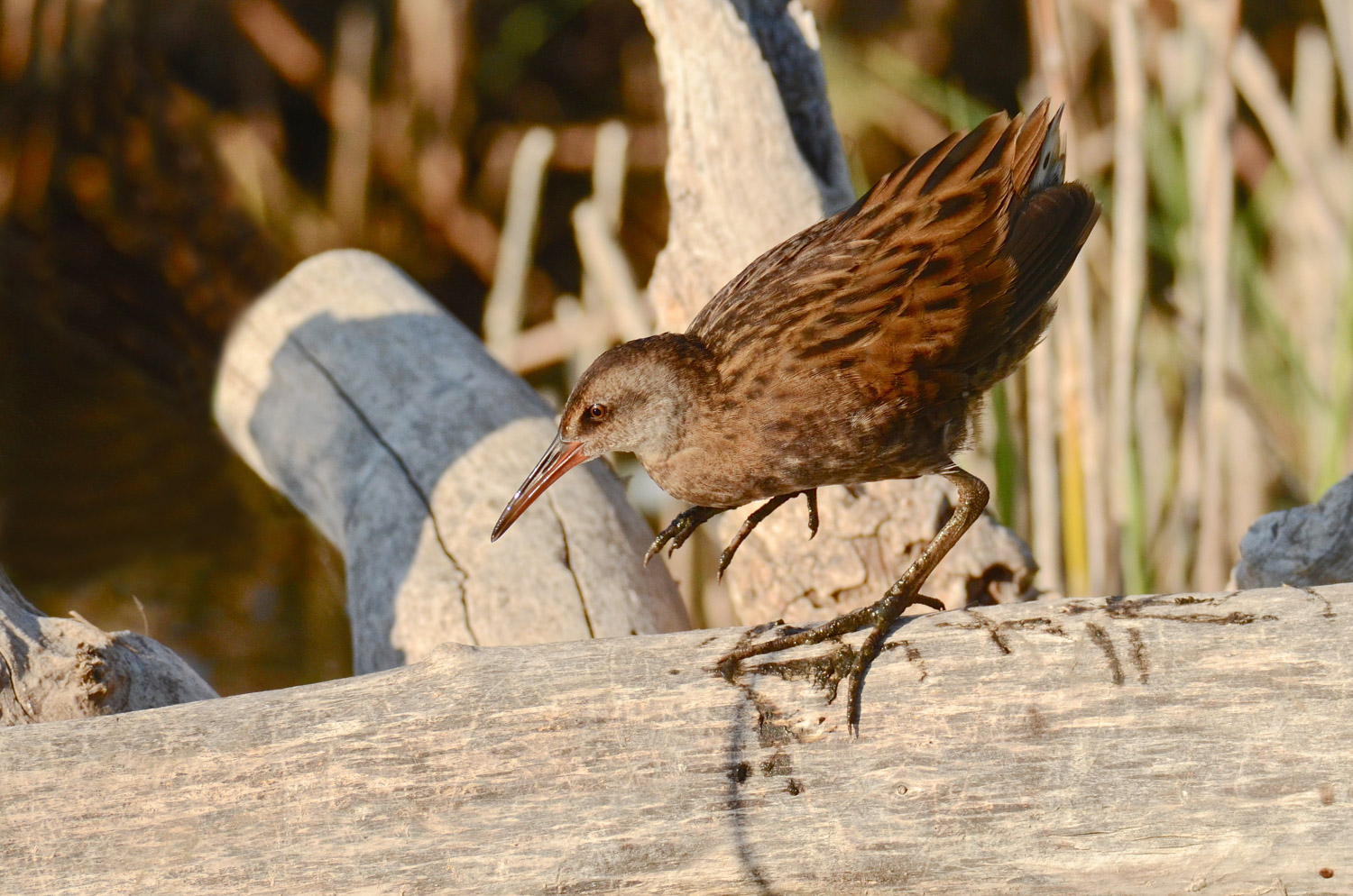 Scivolare furtivamente...