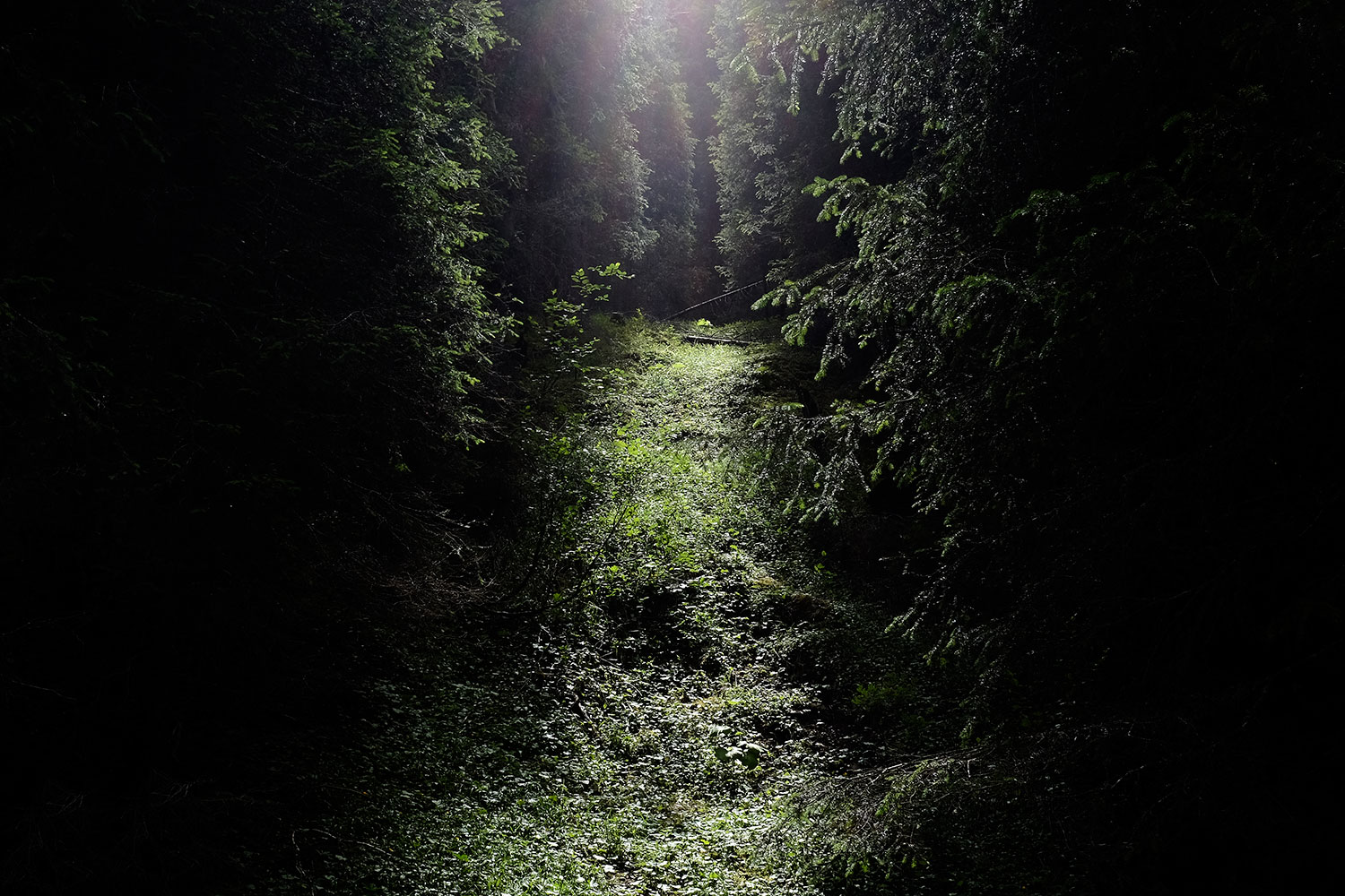 il segreto del bosco vecchio