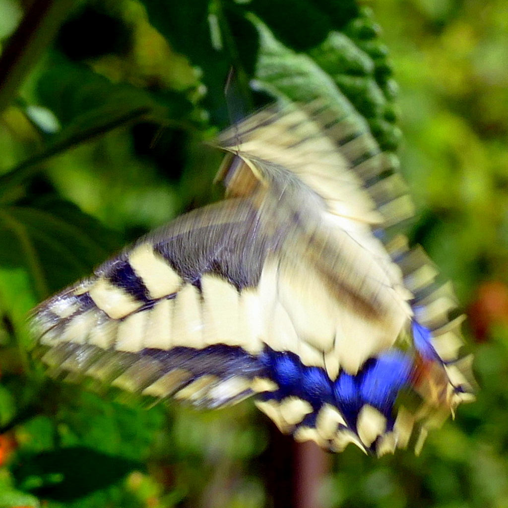 ***Pensiero Azzurronero***