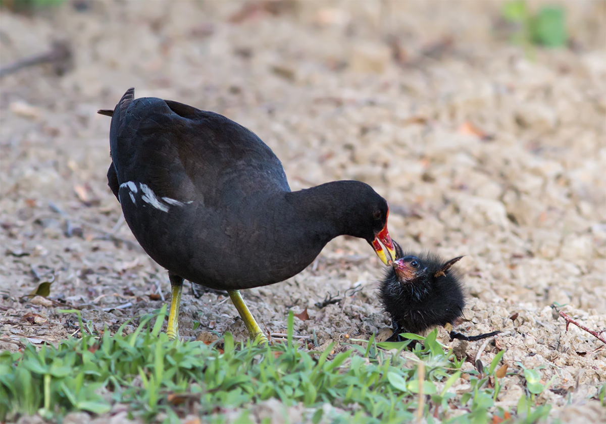 L'imbeccata della Gallinella d'acqua