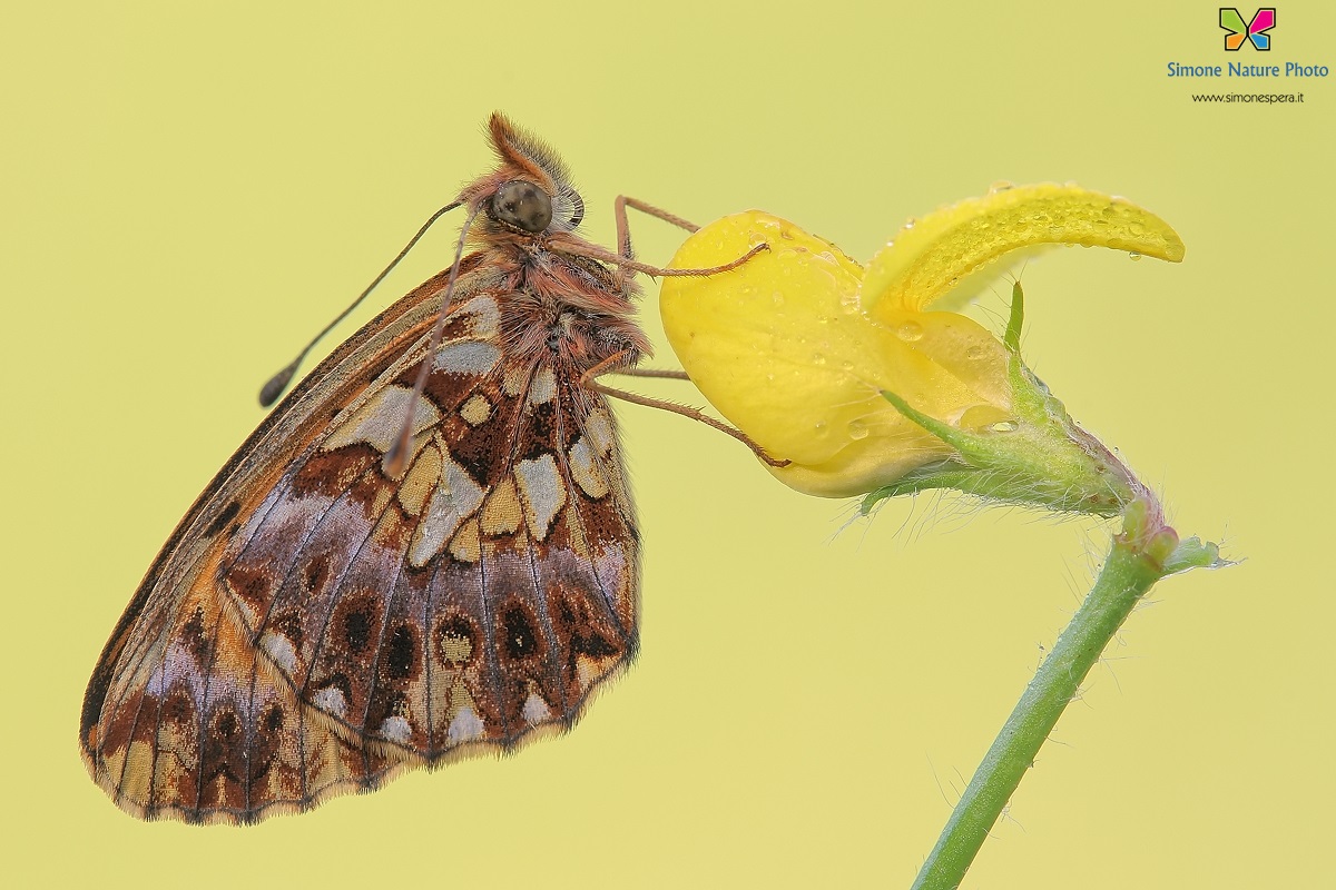 Boloria (Clossiana) dia...