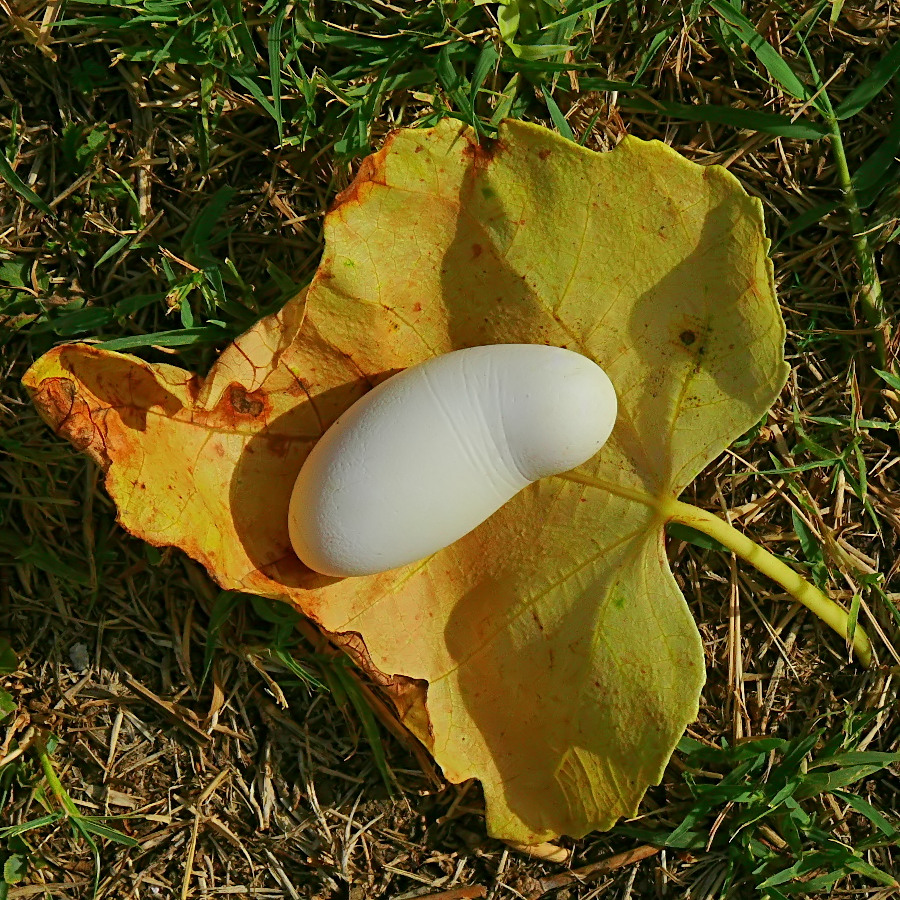 ***Su un piatto d'oro???***