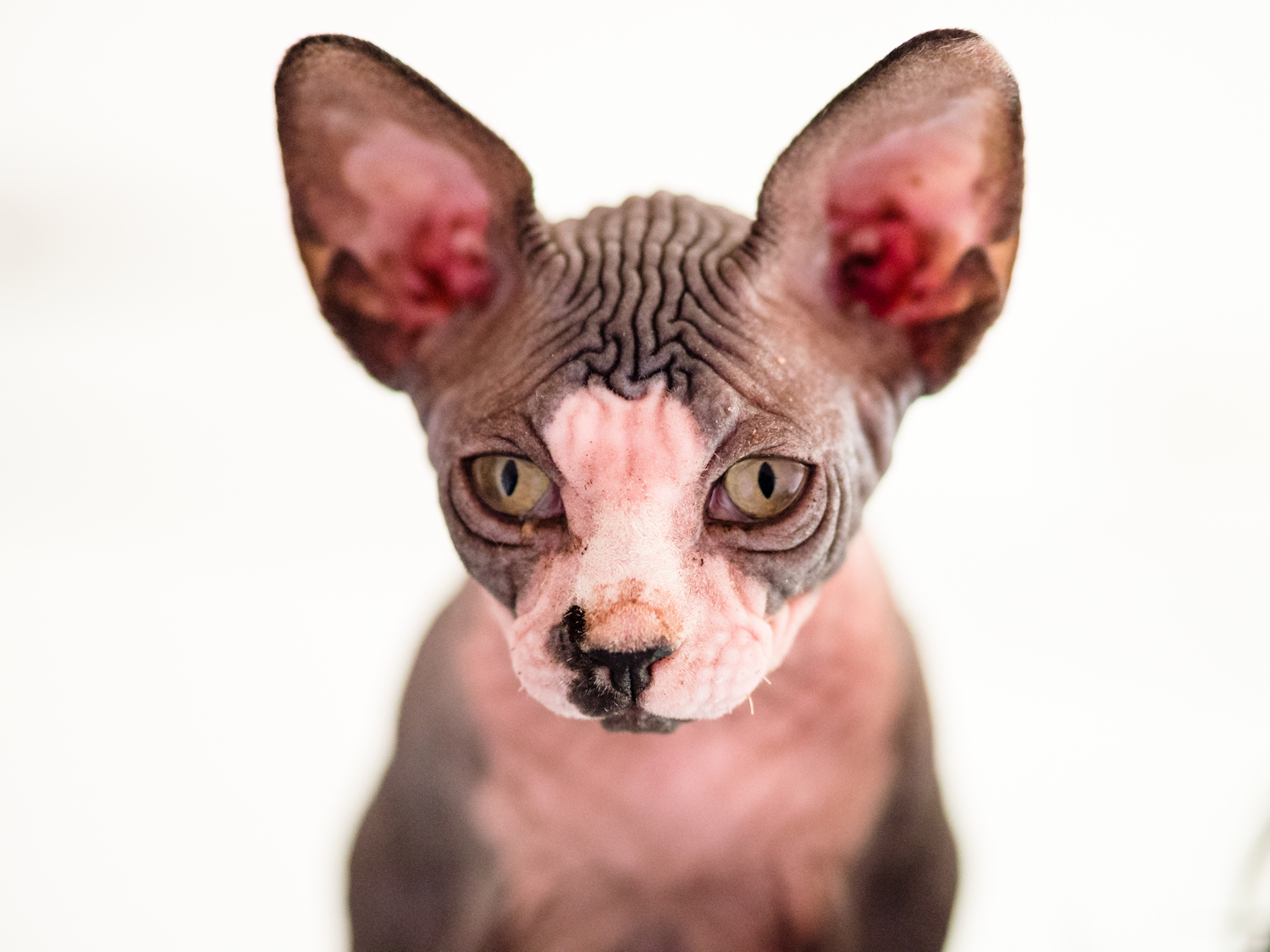 Canadian Sphynx