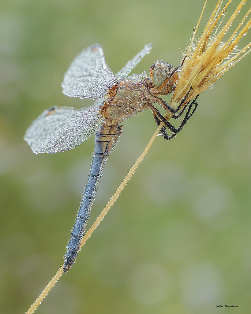 Orthetrum Coerulescens