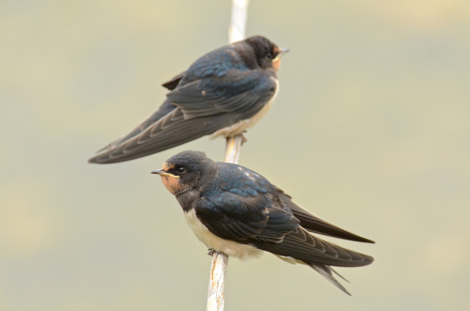 Primo e secondo piano...
