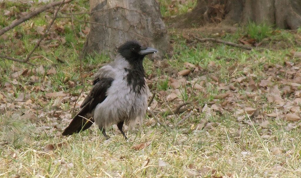 Cornacchia ambiziosa