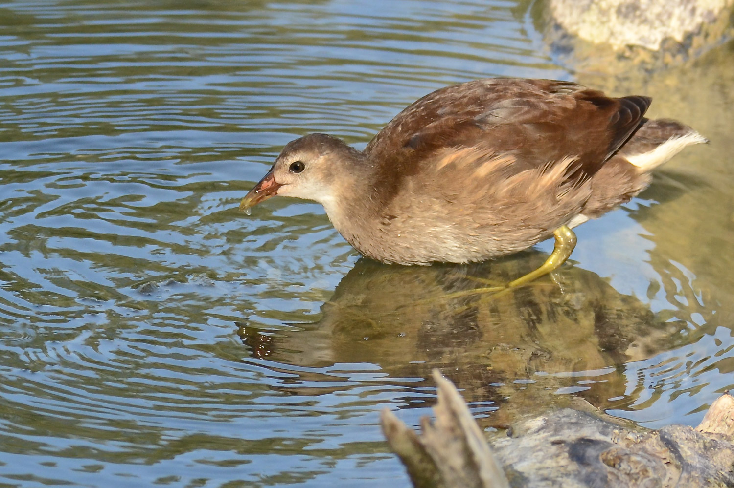 Giovane gallinella d'acqua