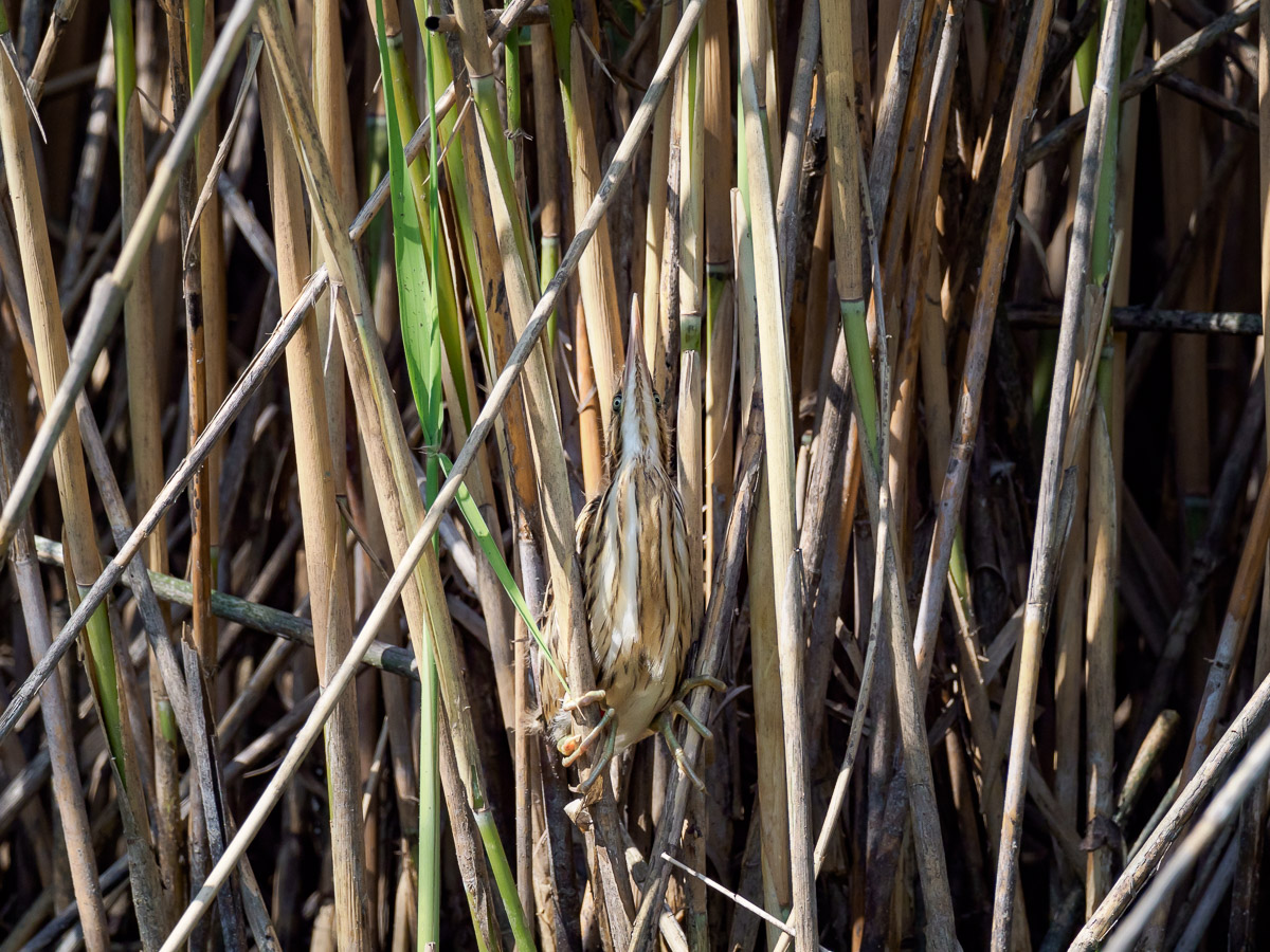 Ti ho visto che mi guardi!
