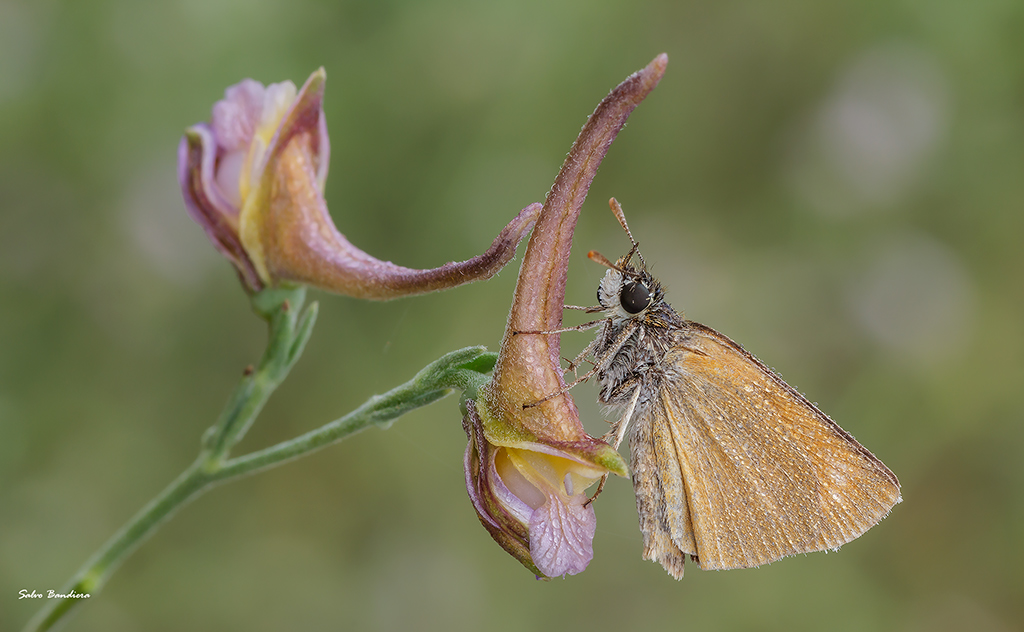 Thymelicus sylvestris