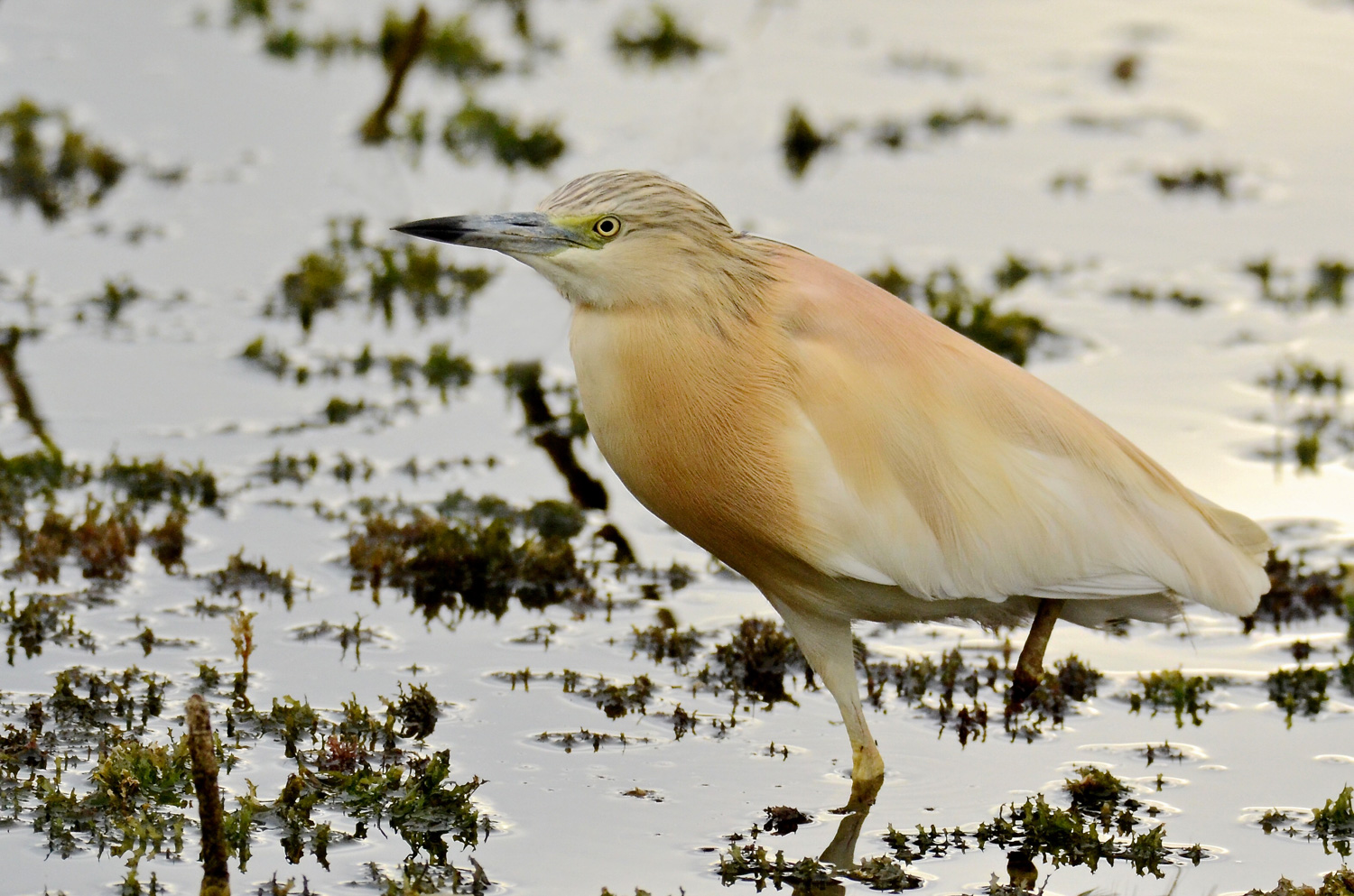 Il monco della Sentina
