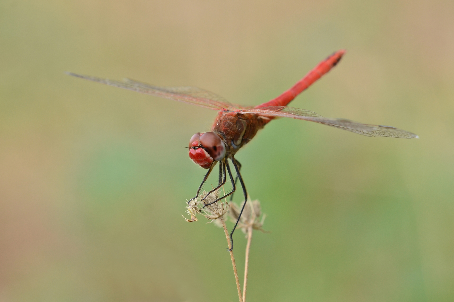 Sympetrum sanguineum