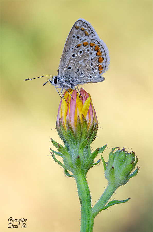 Polyommatus icarus