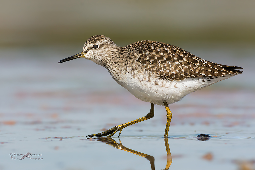 Piro piro boschereccio