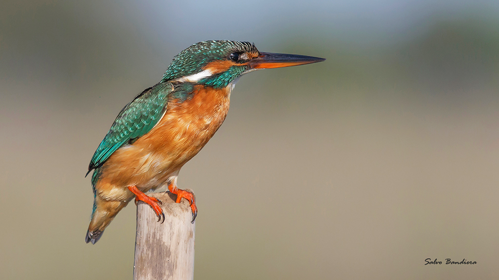 Martin pescatore femm.