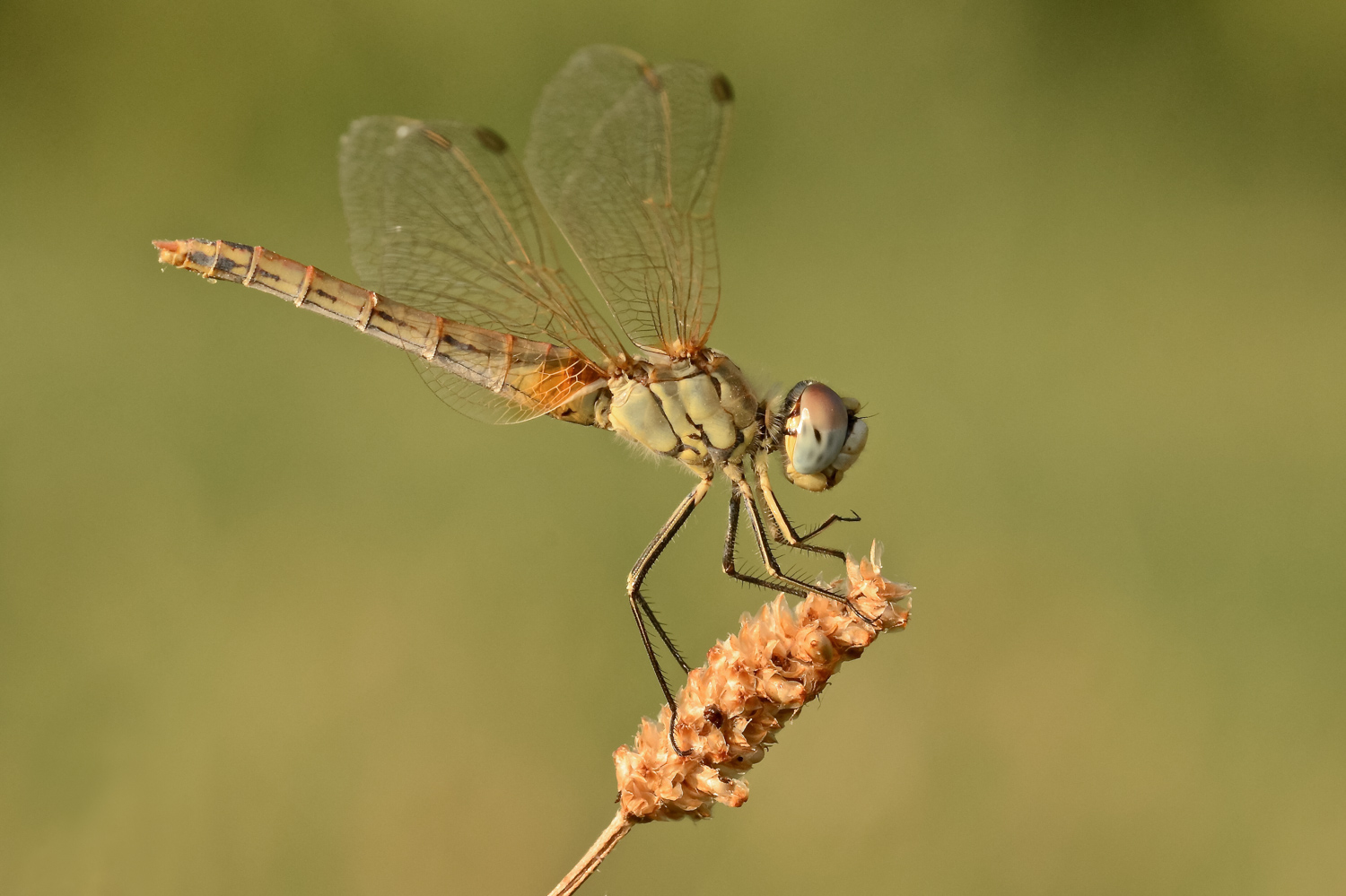 Un Sympetrum al giorno...
