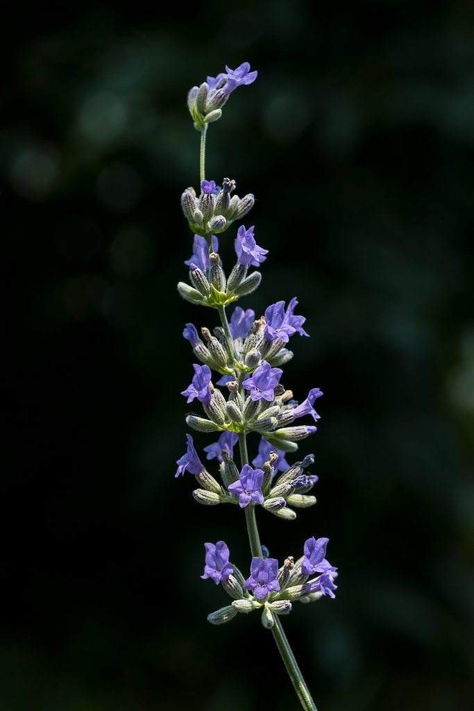 lavanda by night