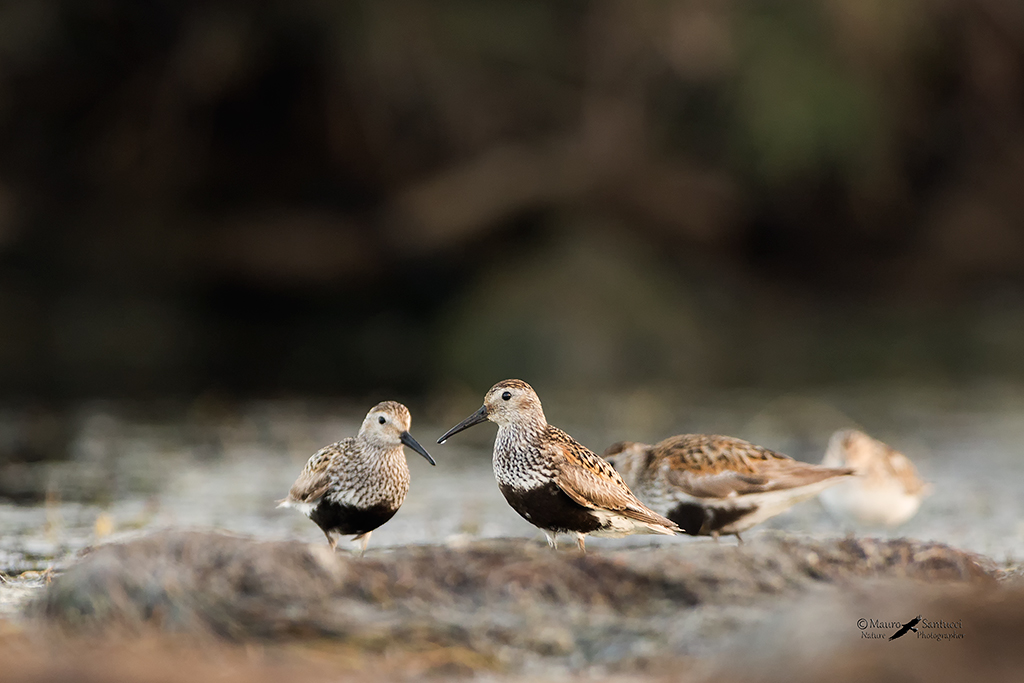 Piovanelli pancianera