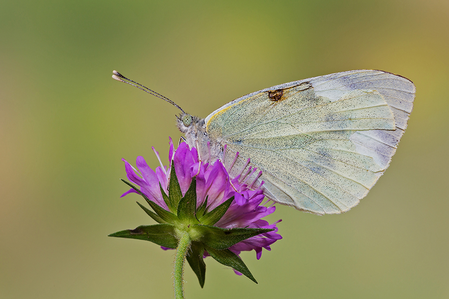 Una Pieride malconcia