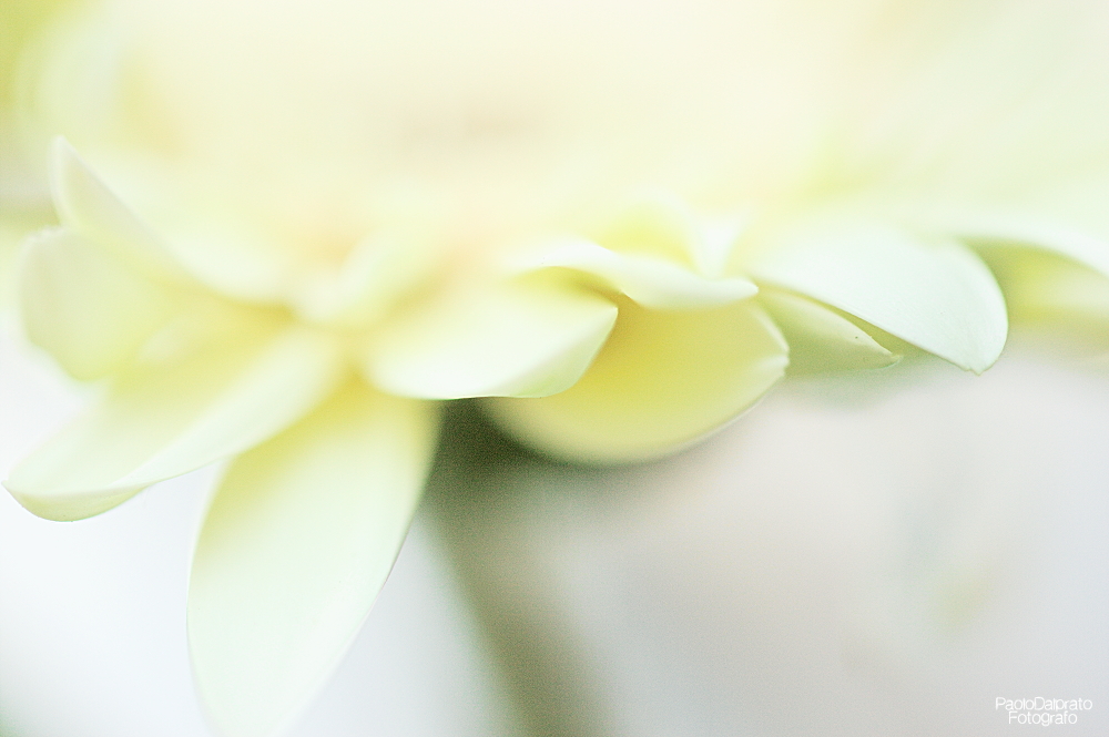 Non faccio foto di fiori