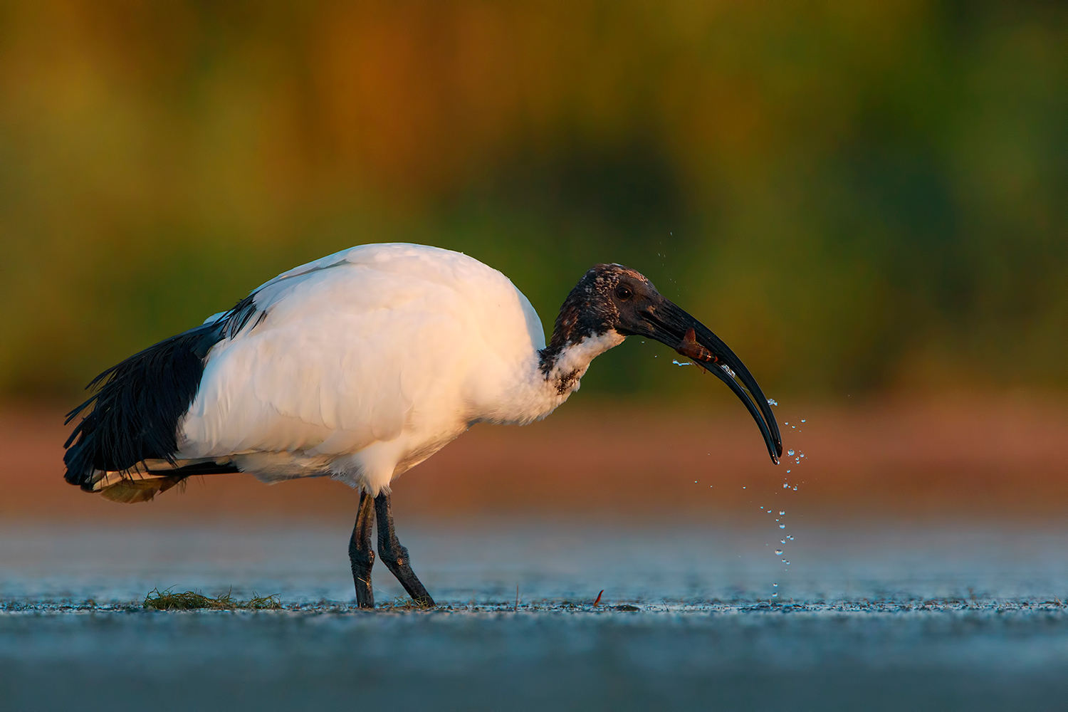 colazione dell'ibis sacro