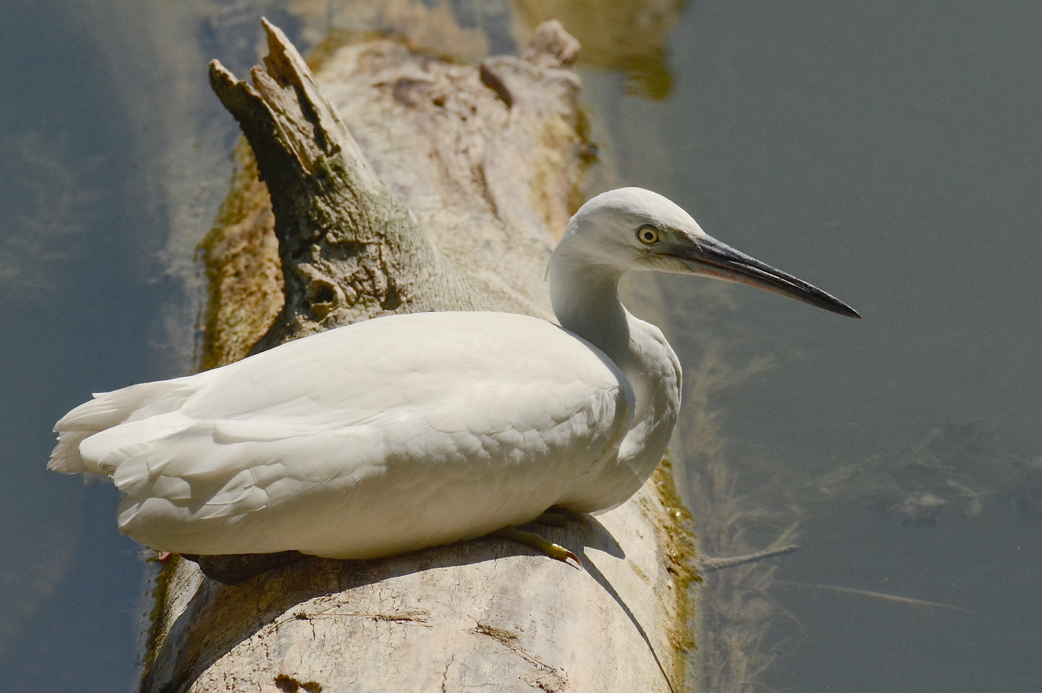 Atteggiamento insolito