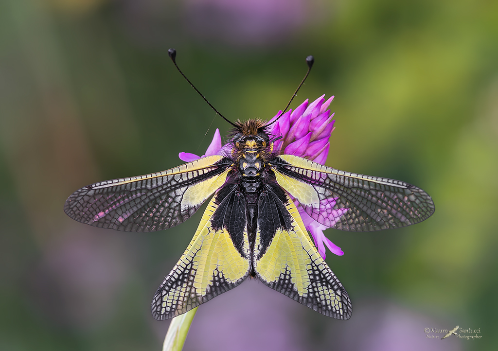 Libelloides coccajus_DSC4117