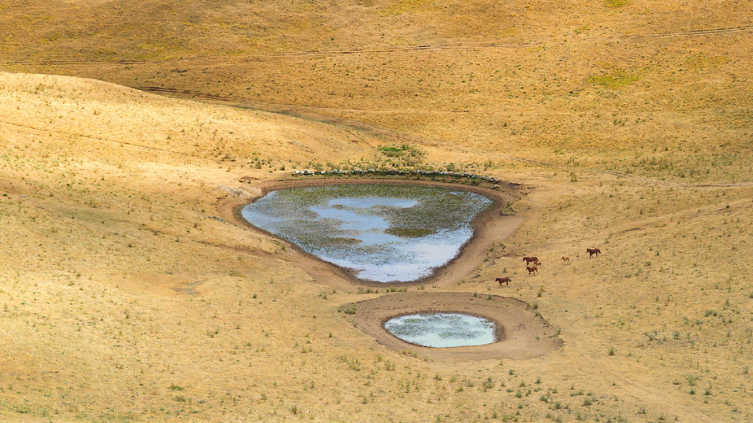 Siccit�.... la corsa verso l'acqua!