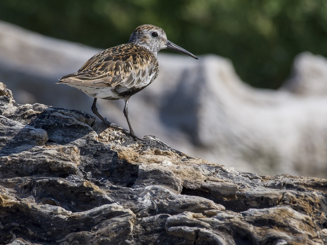 Piovanello pancia nera
