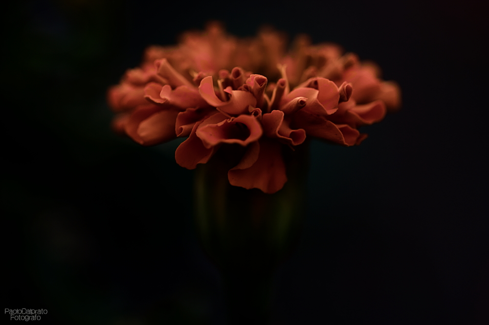 Non faccio foto di fiori