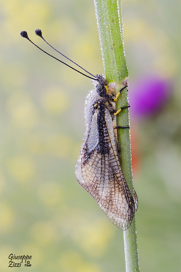 Libelloides coccajus