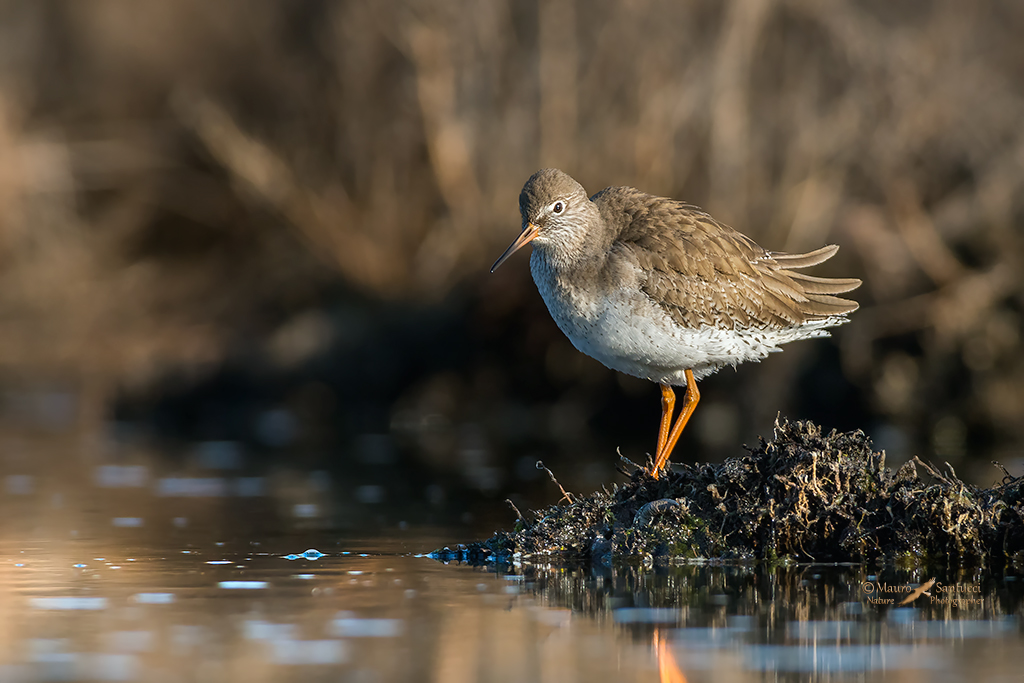 Una Pettegola all'alba