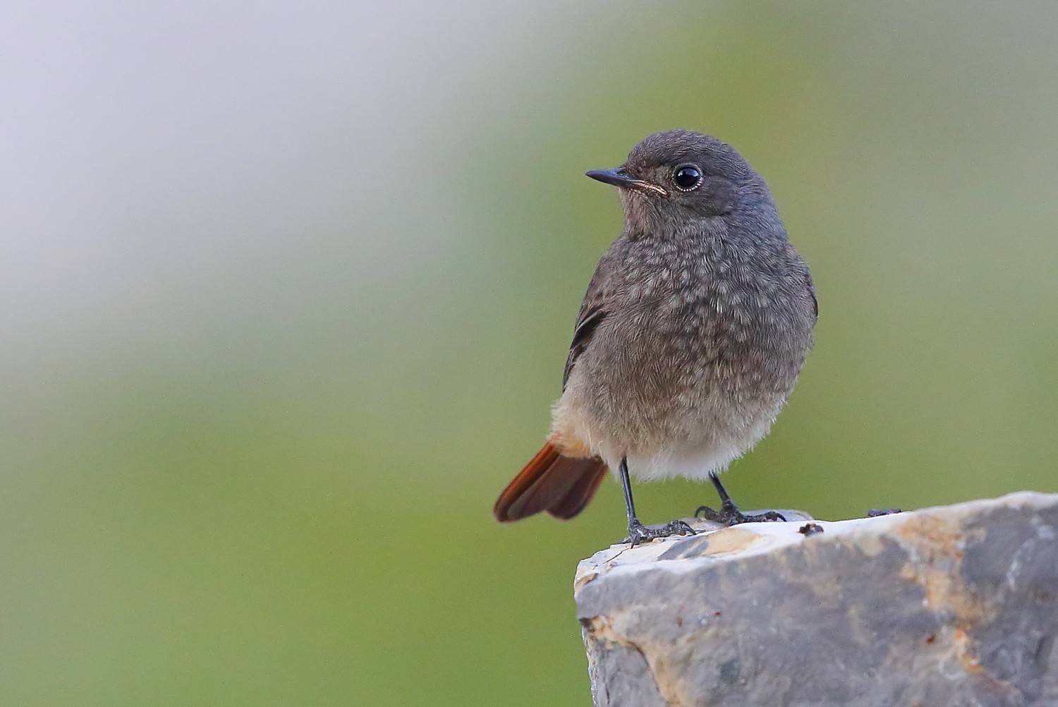 Codirosso spazzacamino F